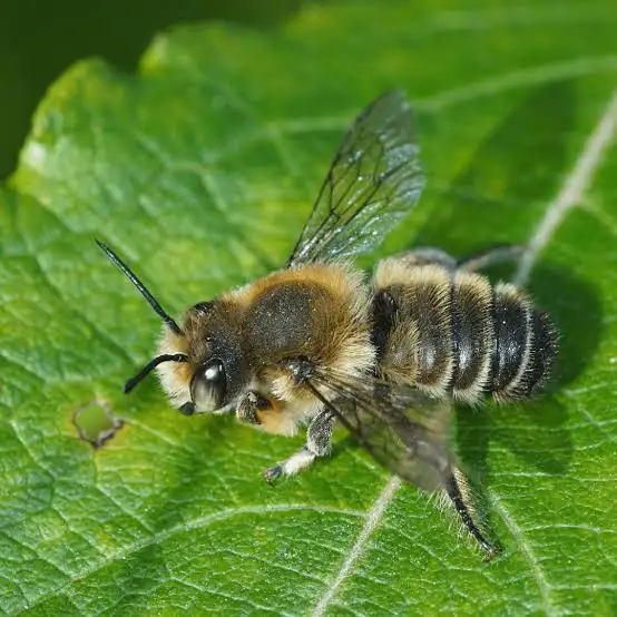 Josue Pereira tweet media