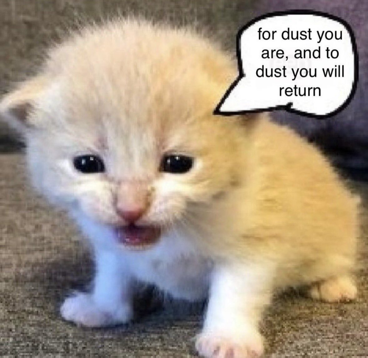 LiterallyMeCats tweet media