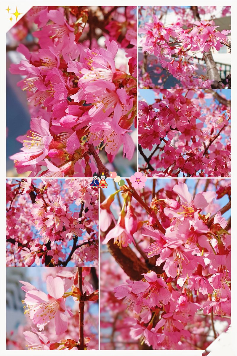 おはようございます。 昨日の散歩でオカメザクラが咲いてました。濃い