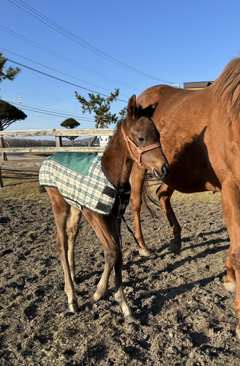 有）アサヒ牧場 (@asahi8farm12) / Posts / X