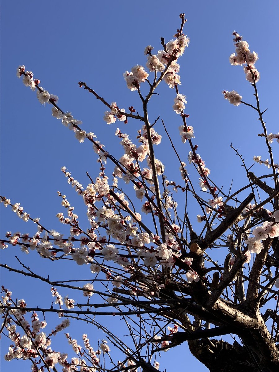 目の前をゆく
高校生の鞄に合格守
受かるといいね
でもこれからは
どの学校に行きどの会社に入るかより
あなたが何をするかが大事だよ
あなたはどんな人ですか？
私もゆっくり考えよ
よい満月day(月食のおまけつき！)を🌕✨
#今日の誰かへ