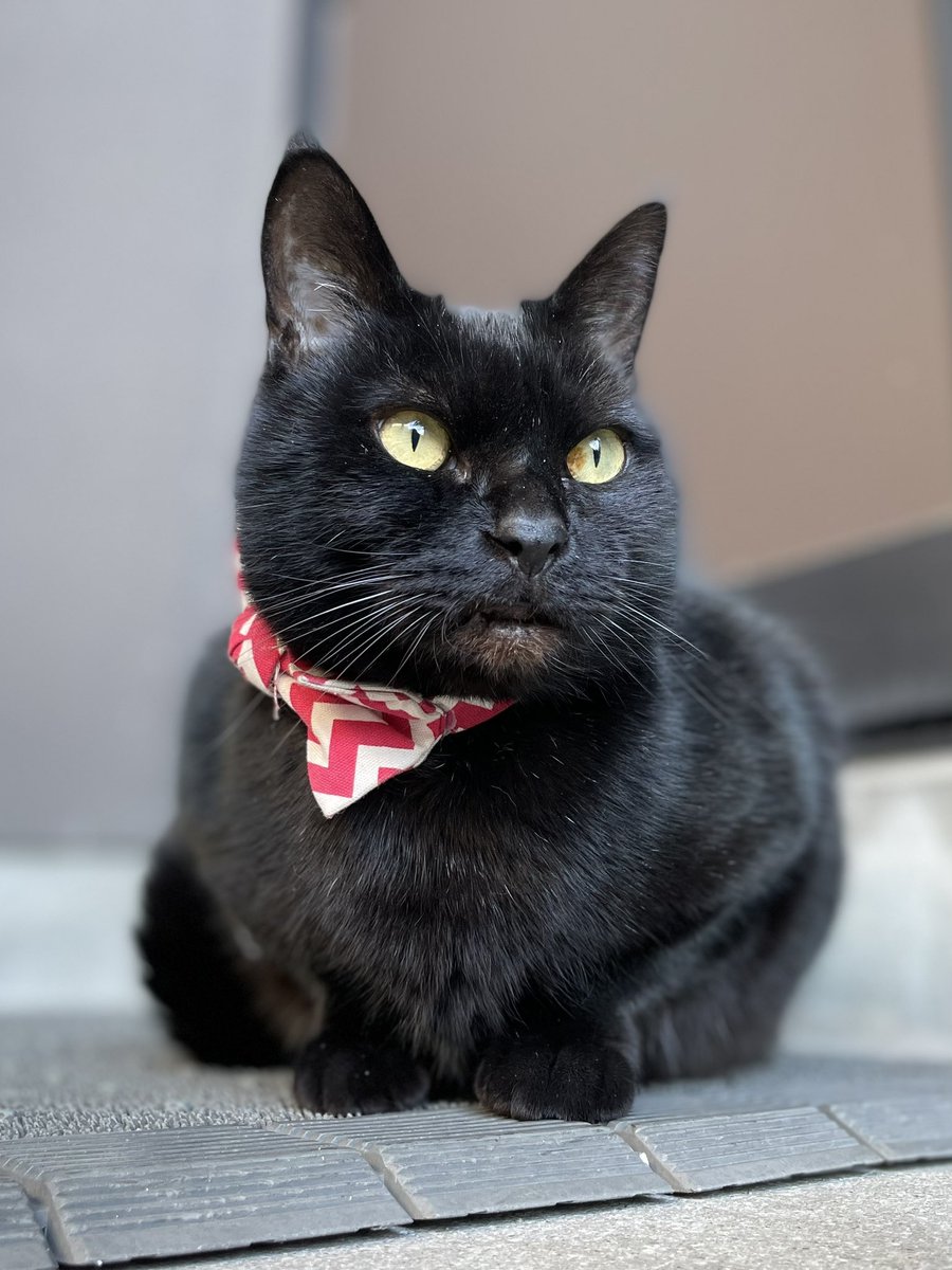 時をかける猫ニャ584 