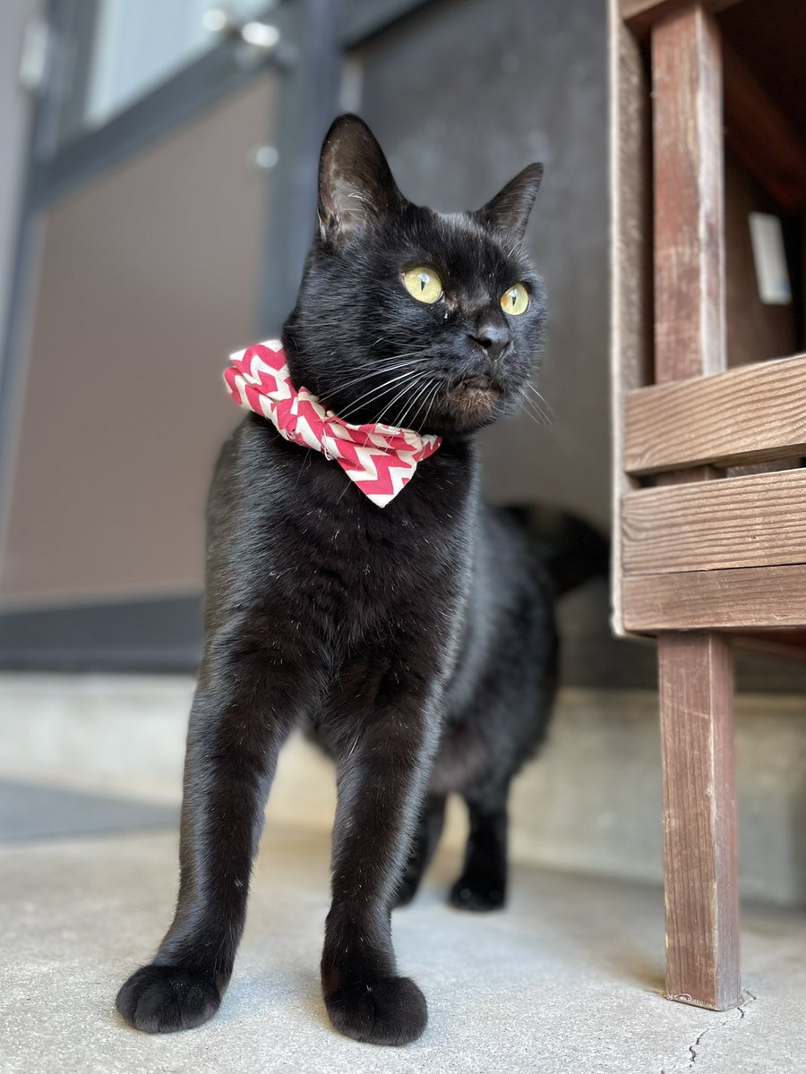 時をかける猫ニャ584 