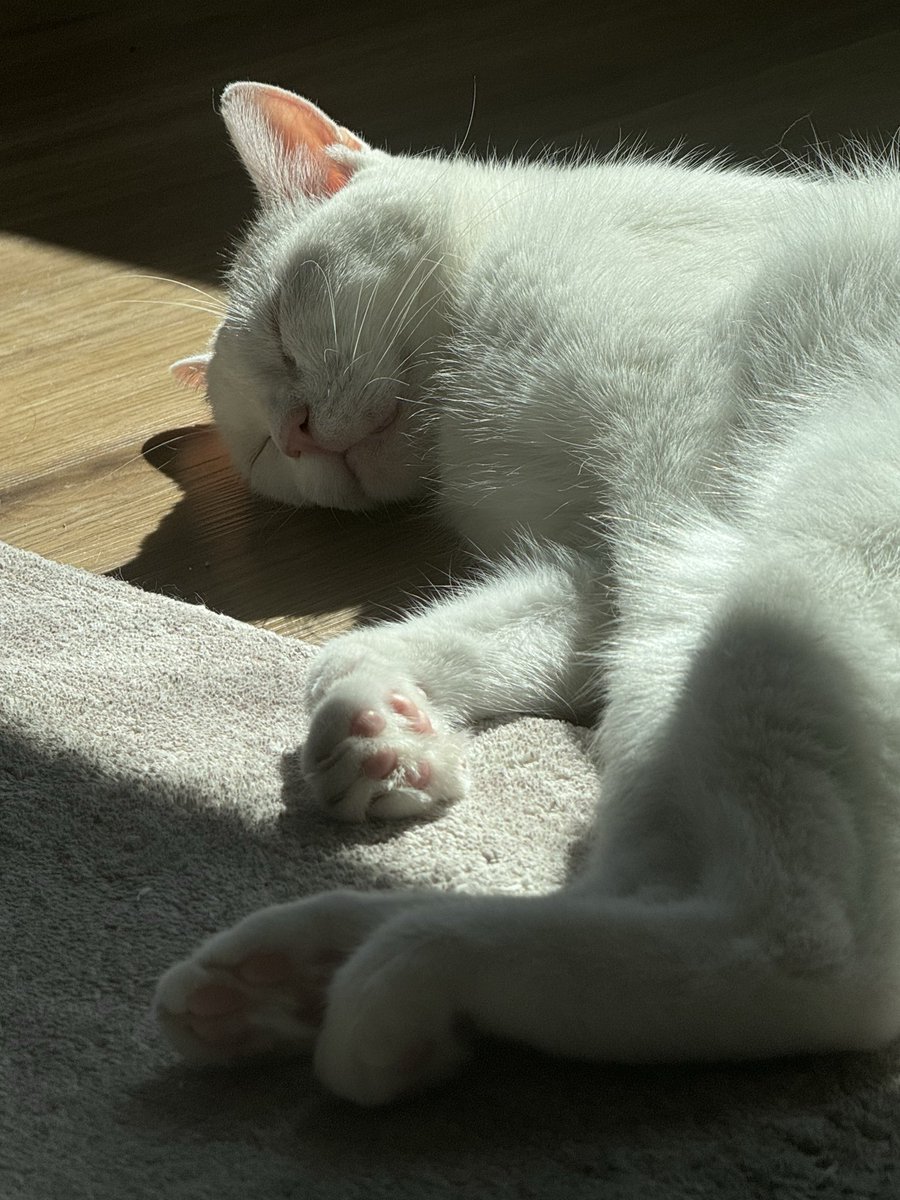 Mongee Sr. tweet media