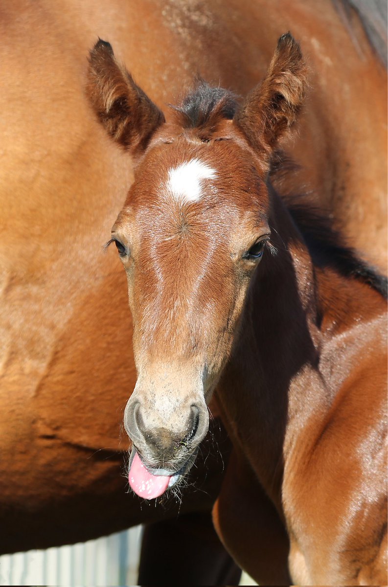 Harness Racing NZ tweet media