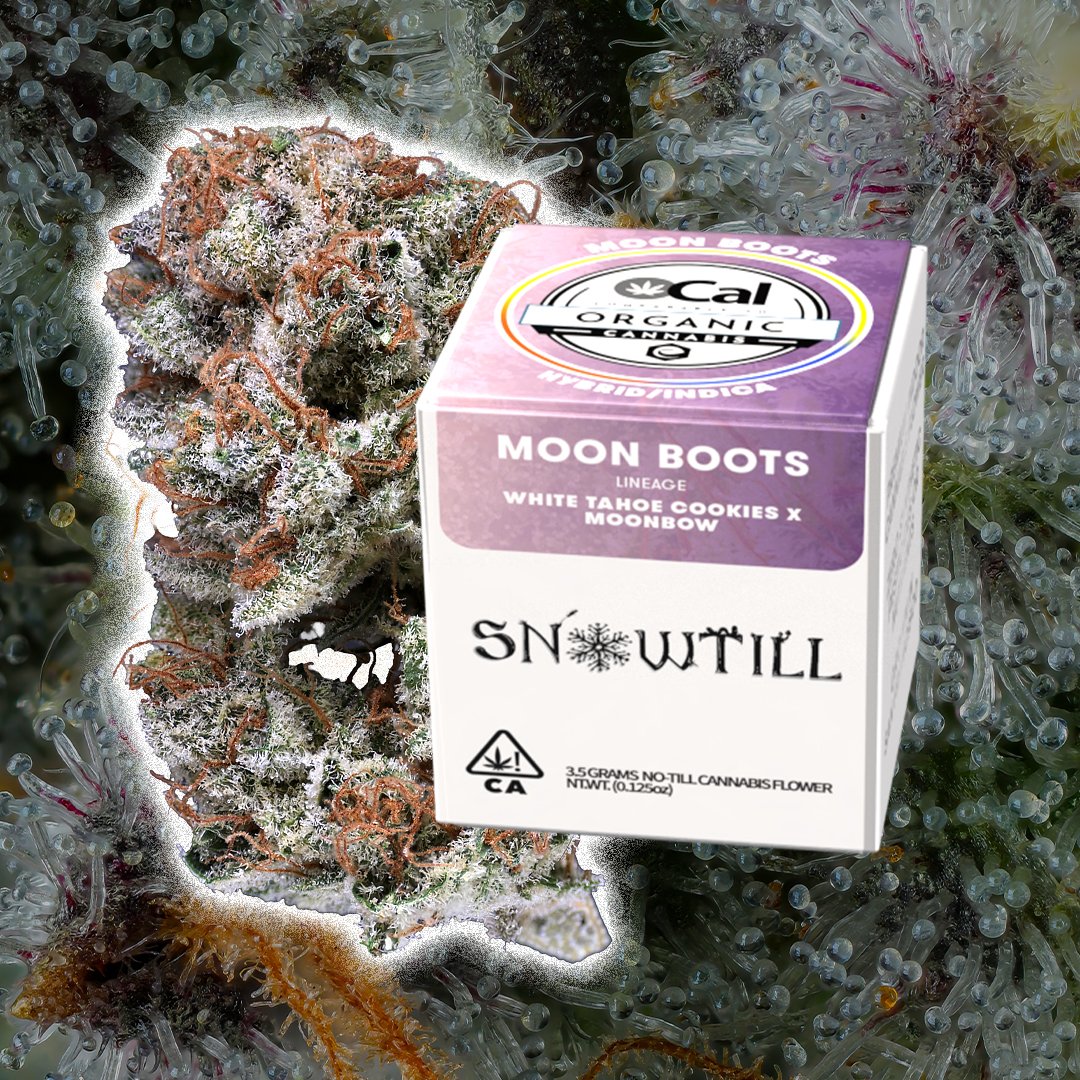 Snowtill tweet media