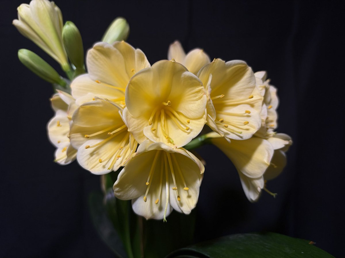 □クンシラン 光玲 クンシランの実生もやってるけど何故か人気がなくて