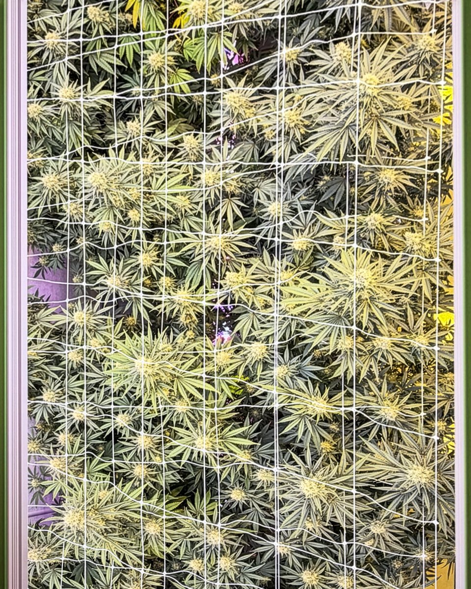 Lotus Nutrients tweet media