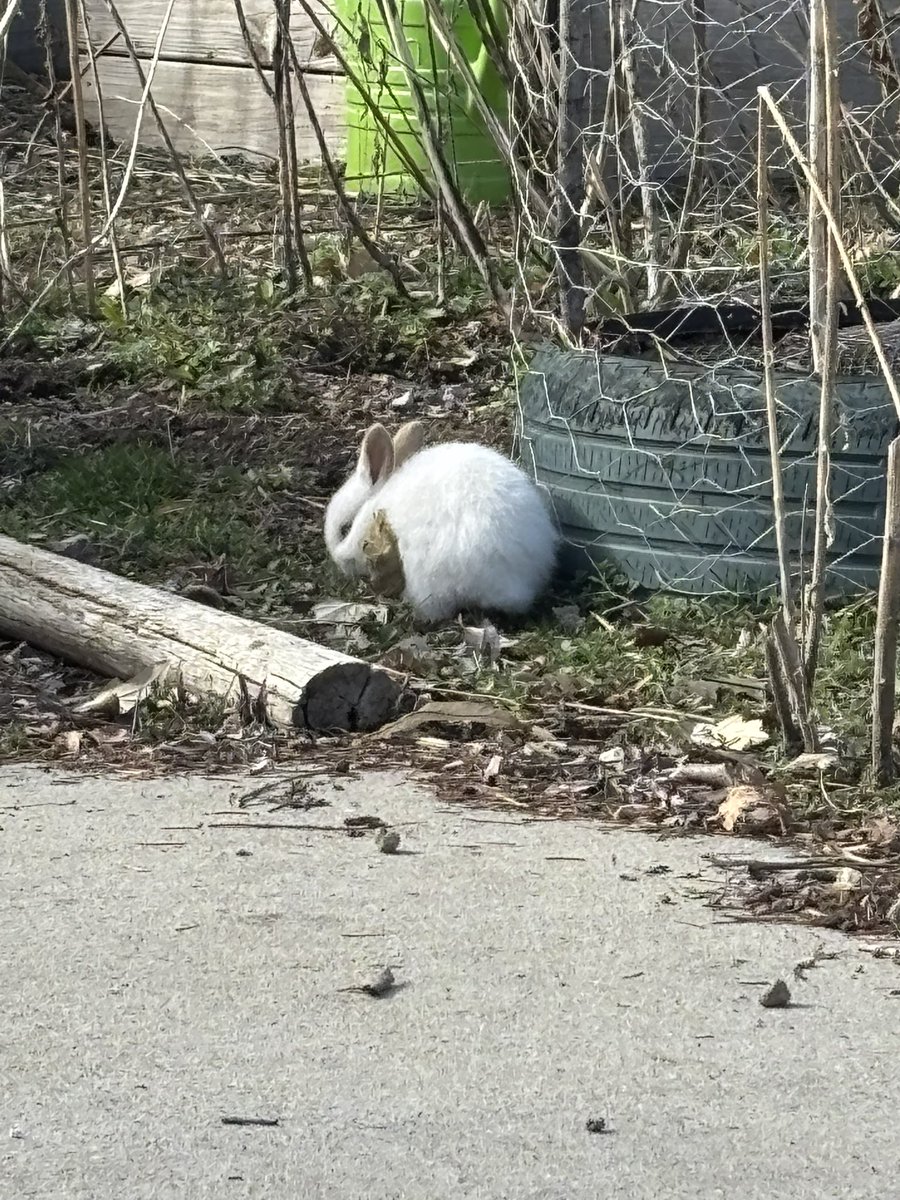 an_irregularity's tweet photo. baby bunny’s on my walk https://t.co/Zo6rgeozdc