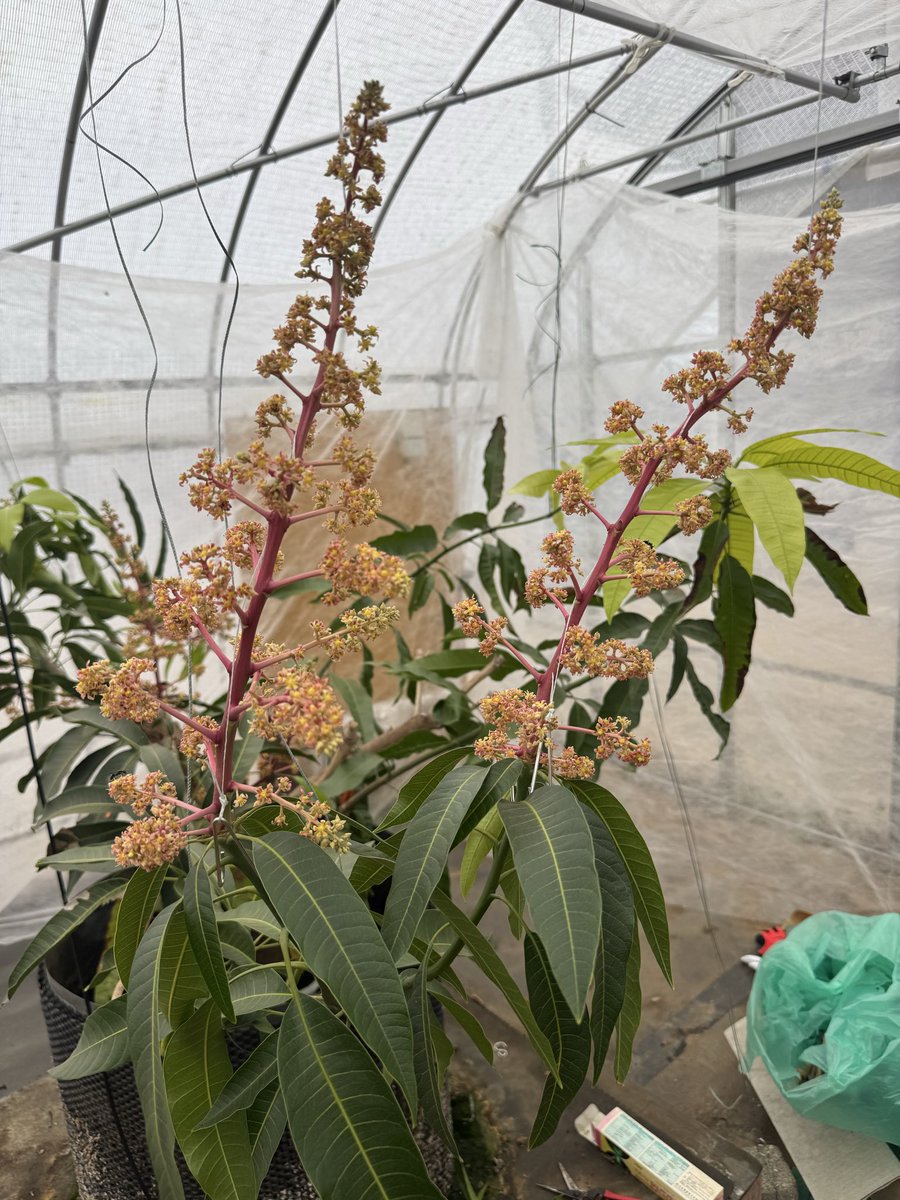 マンゴー🥭花芽から小さなマンゴーの実が(^^)しっかり温度管理