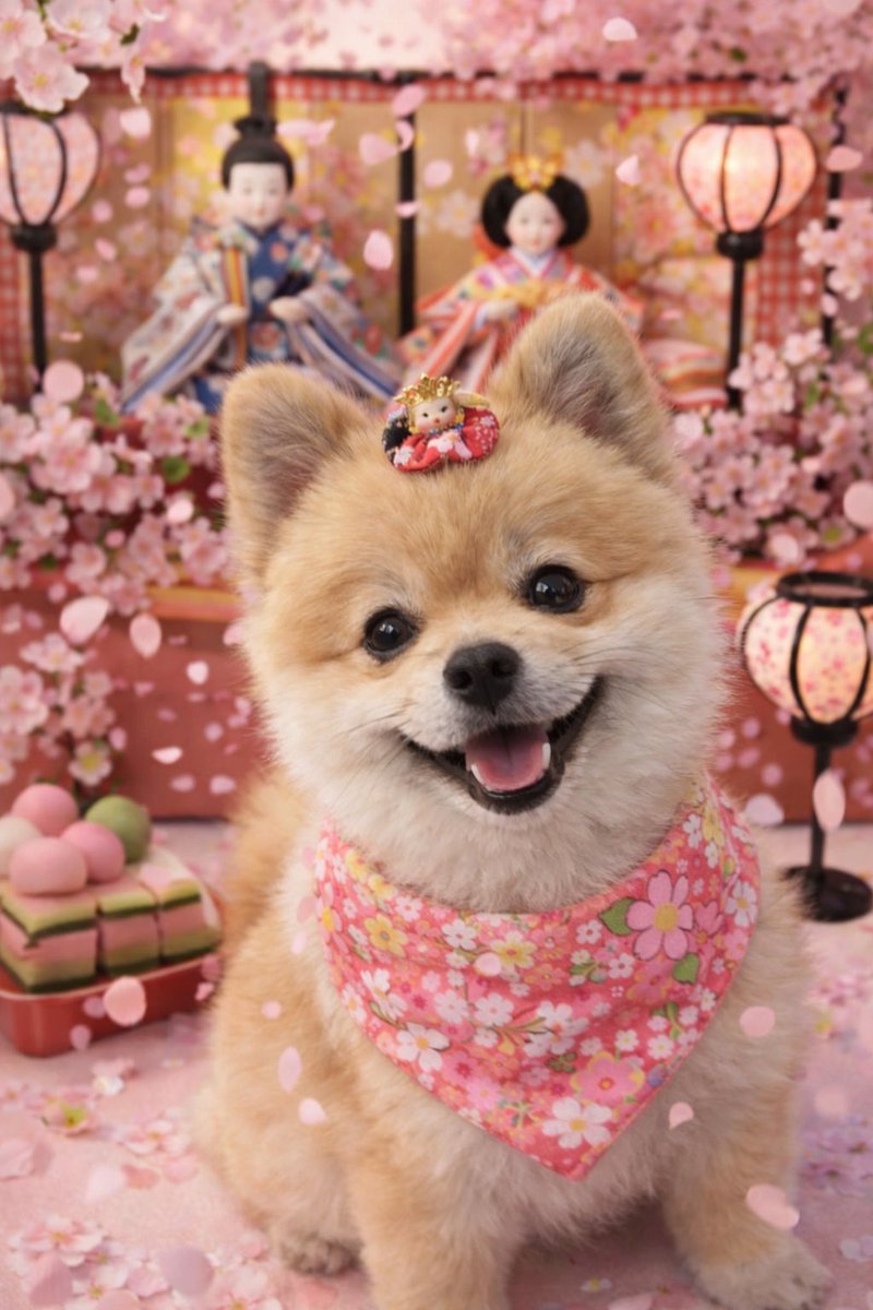 デカポメ🐶⛩️ポルくん🗼 (@AccessoryshopF) / Posts / X