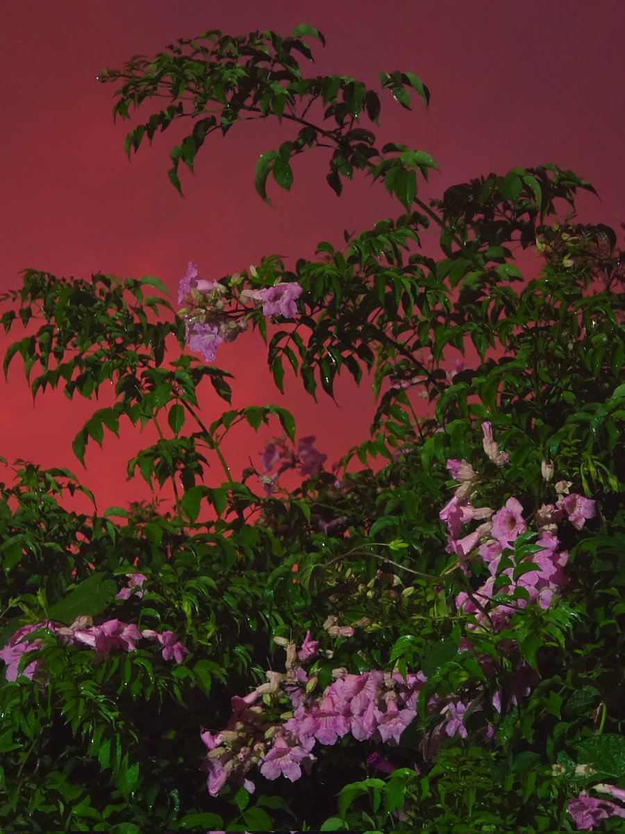 Matias Alonso Revelli tweet media