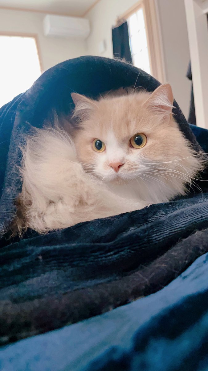mog (@mogmogmog312) / Posts / X