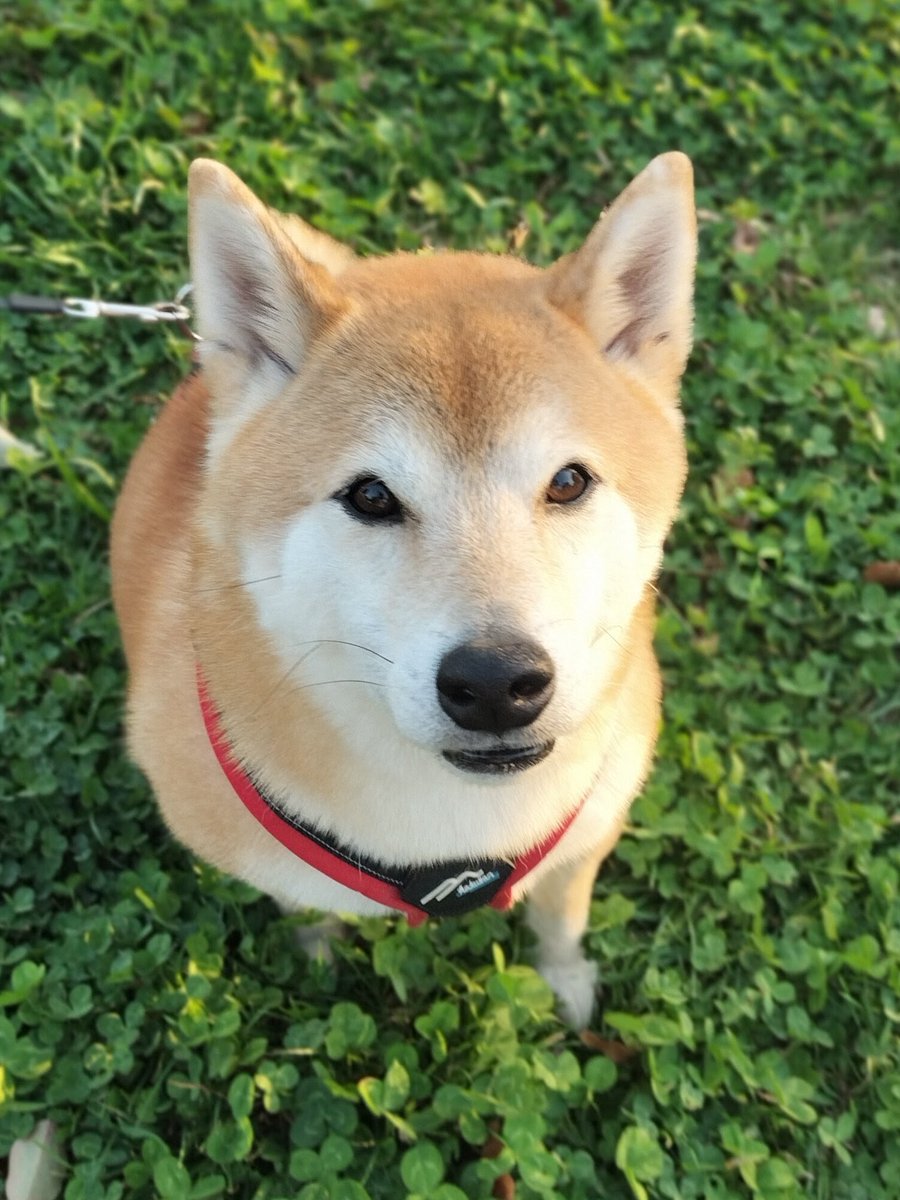 柴犬ムギのおかあしゃん日記 (@E1C2G07OHz39365) / Posts / X