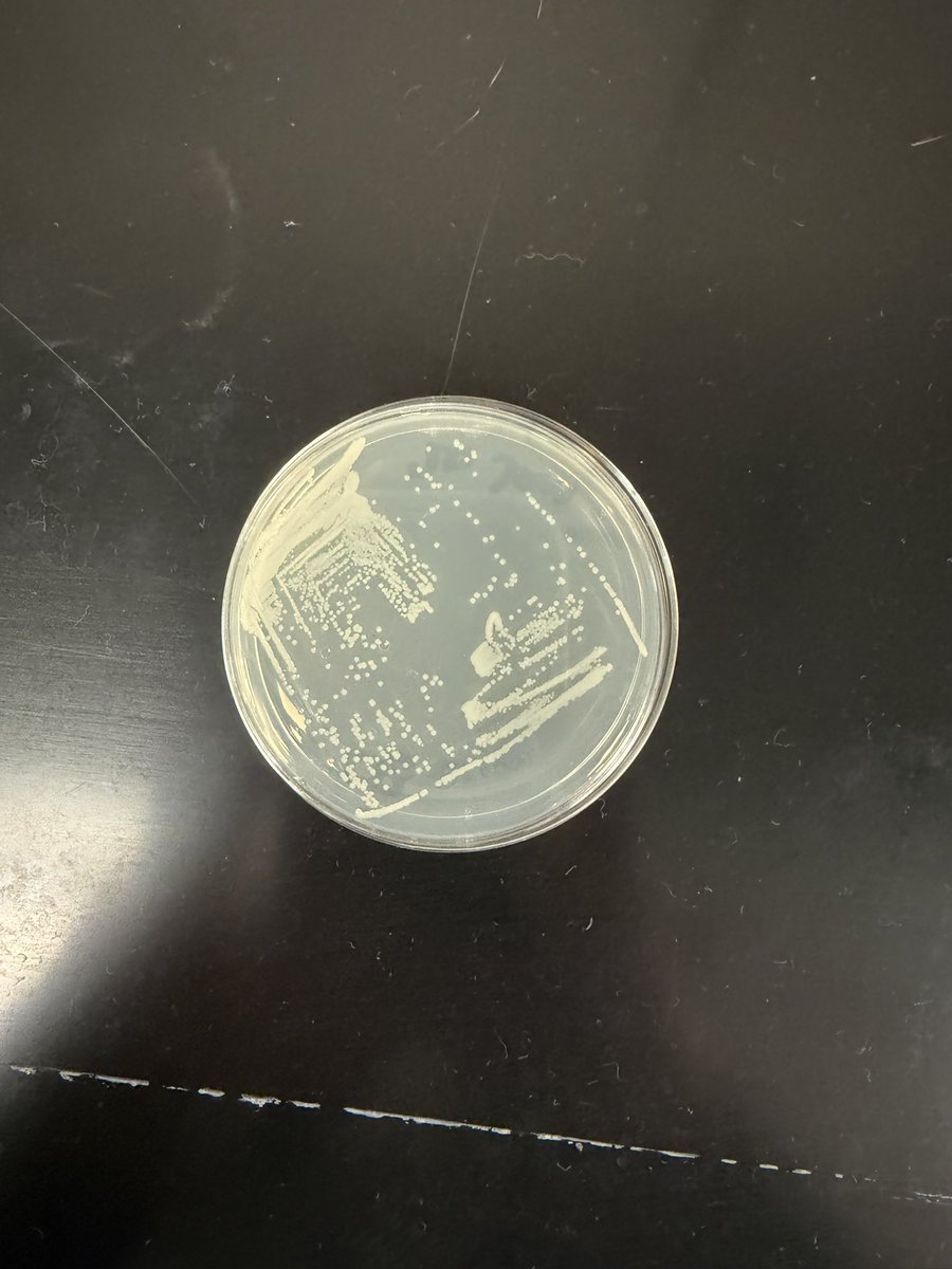 Kelsey Wilson tweet media