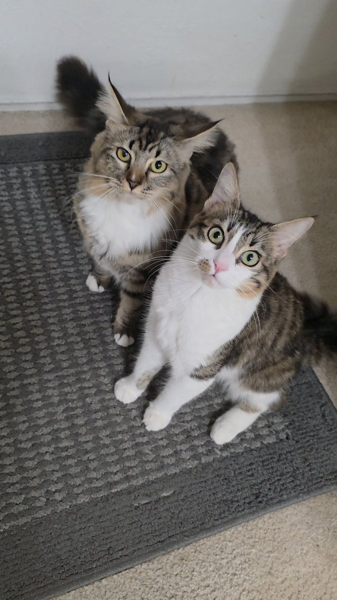 MooMaster tweet media