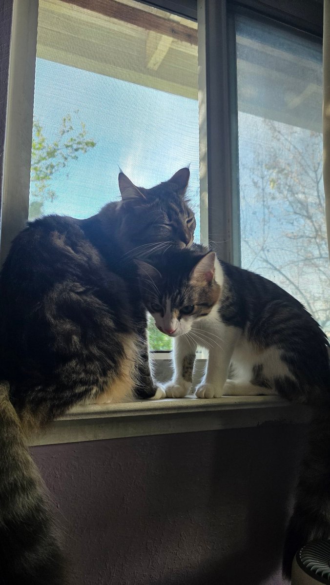 MooMaster tweet media