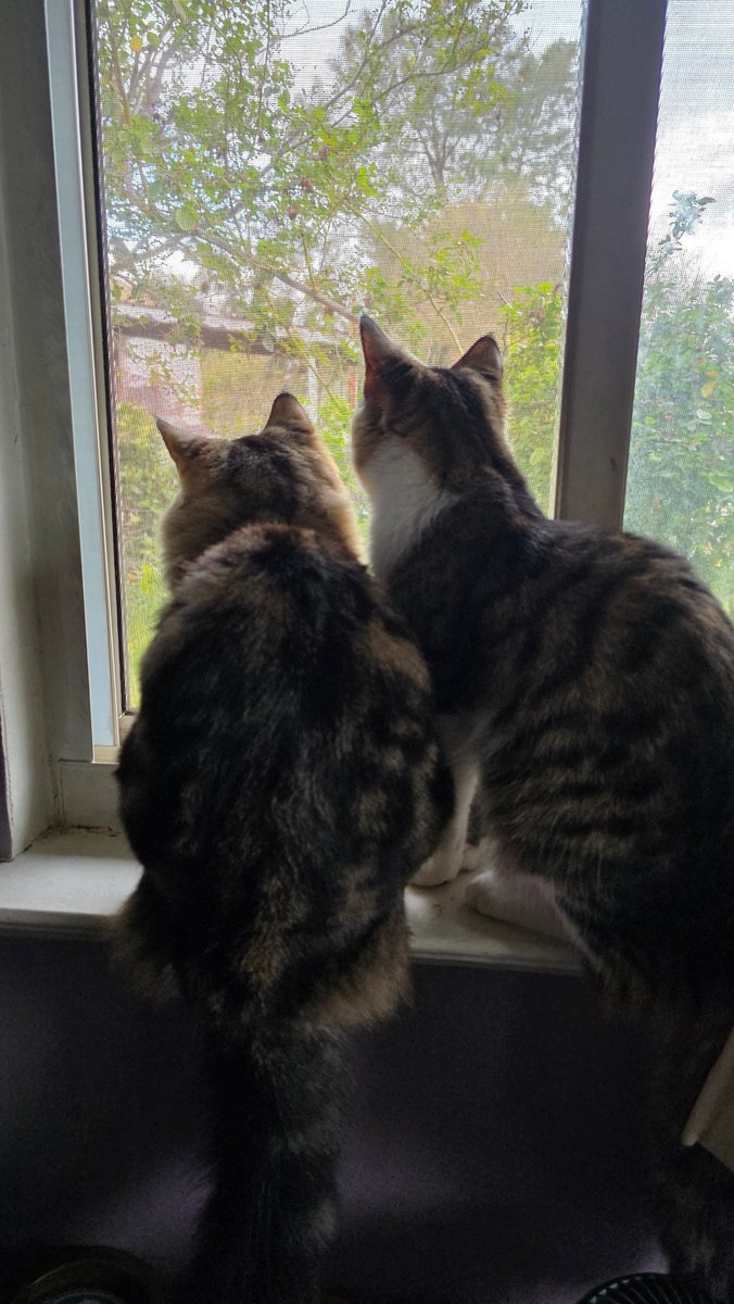 MooMaster tweet media