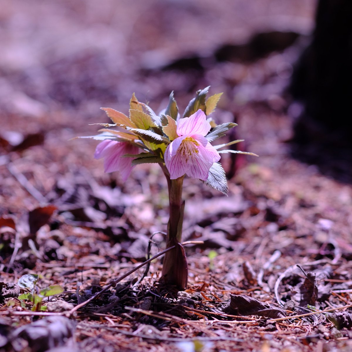 ヘレボルス・チベタヌス（キンポウゲ科） 3/1六甲高山植物園 植物園の