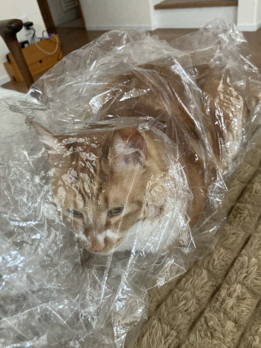 EVjotaro's tweet photo. このビニール袋を使って遊んであげたら､すっかり気に入ったようで､全然出ようとしません。
入ったままでうとうとし始めました。

#cat #お気に入り https://t.co/reUGU10T60