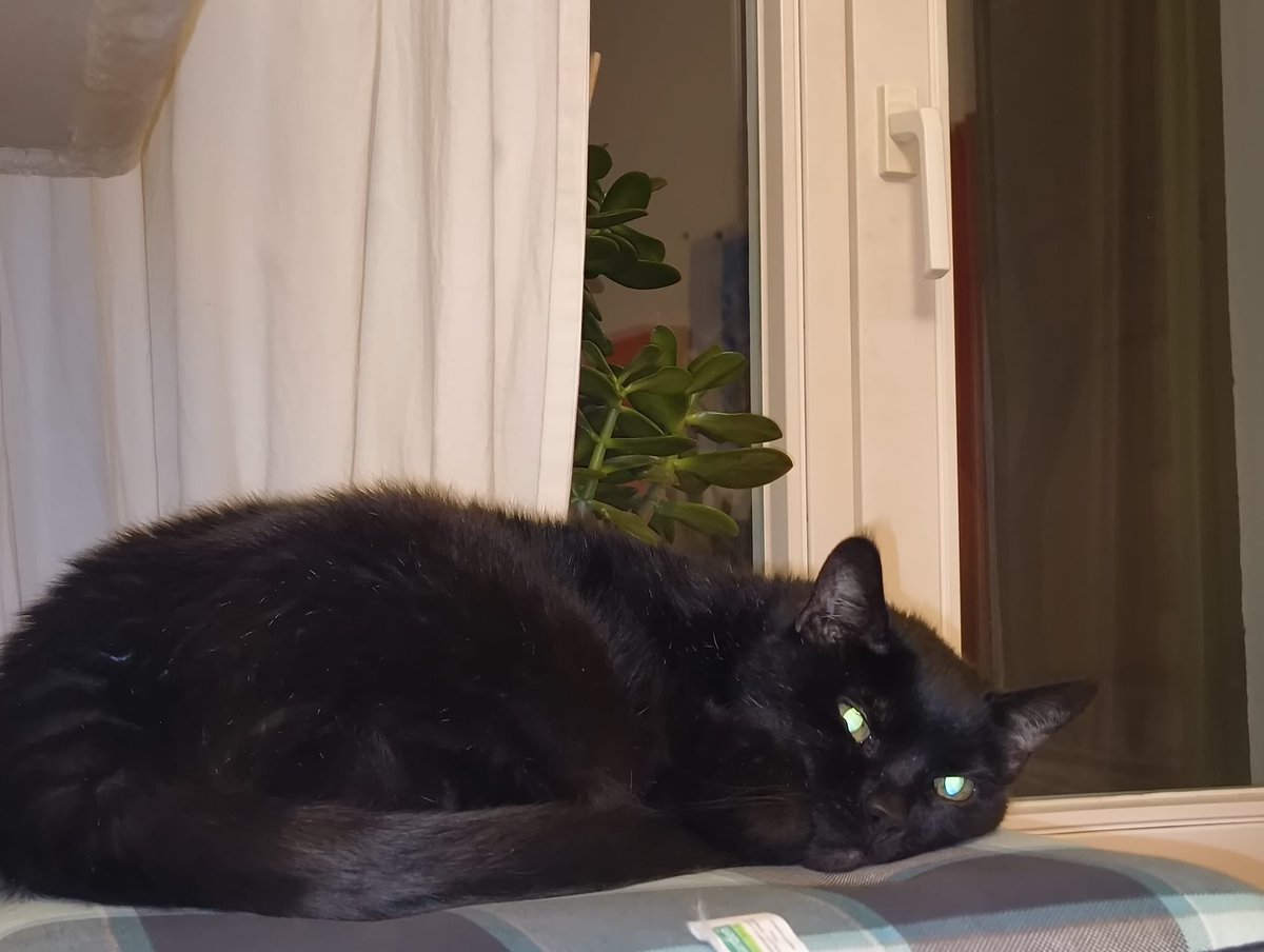 gephasel tweet media