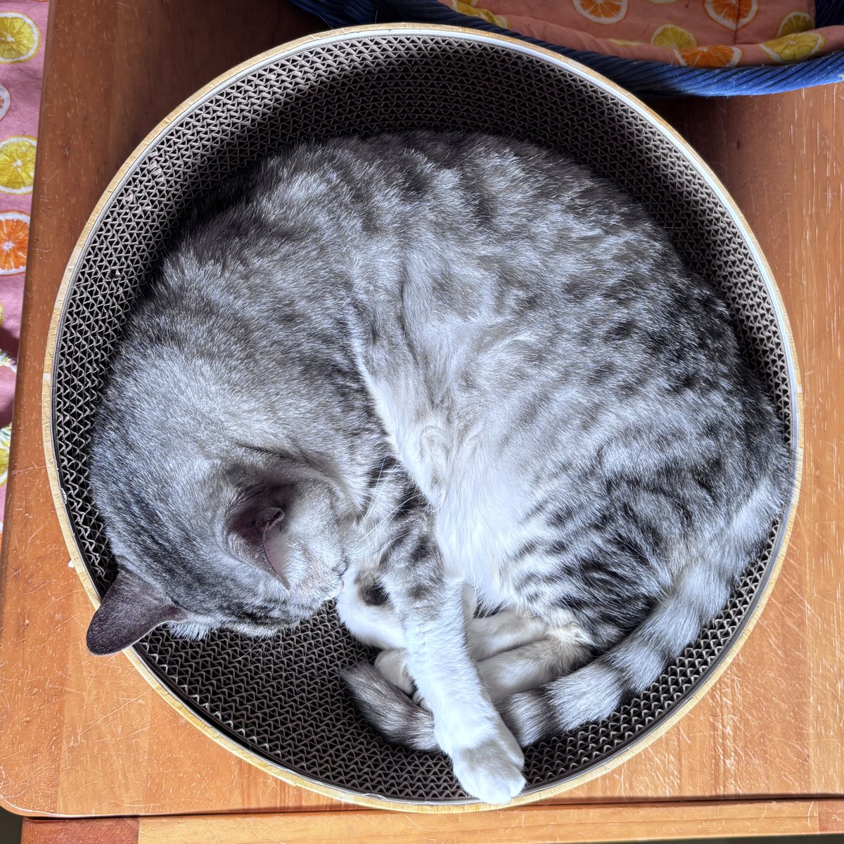 にゃんたまチャンネル@猫と遊べる温泉旅館 (@nyantamach222) / Posts / X