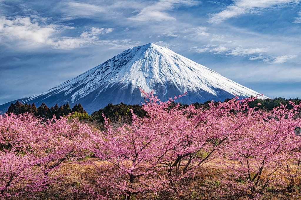 おはようございます。 里山の園地に咲き誇る河津桜と雲流れる富士山の