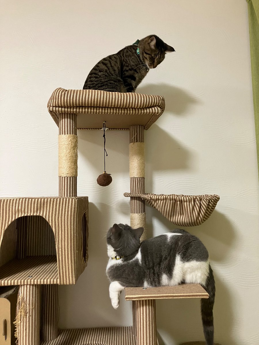 睨み合う妹⬆️と兄⬇️ #猫好きさんと繋がりたい #猫かわいいね