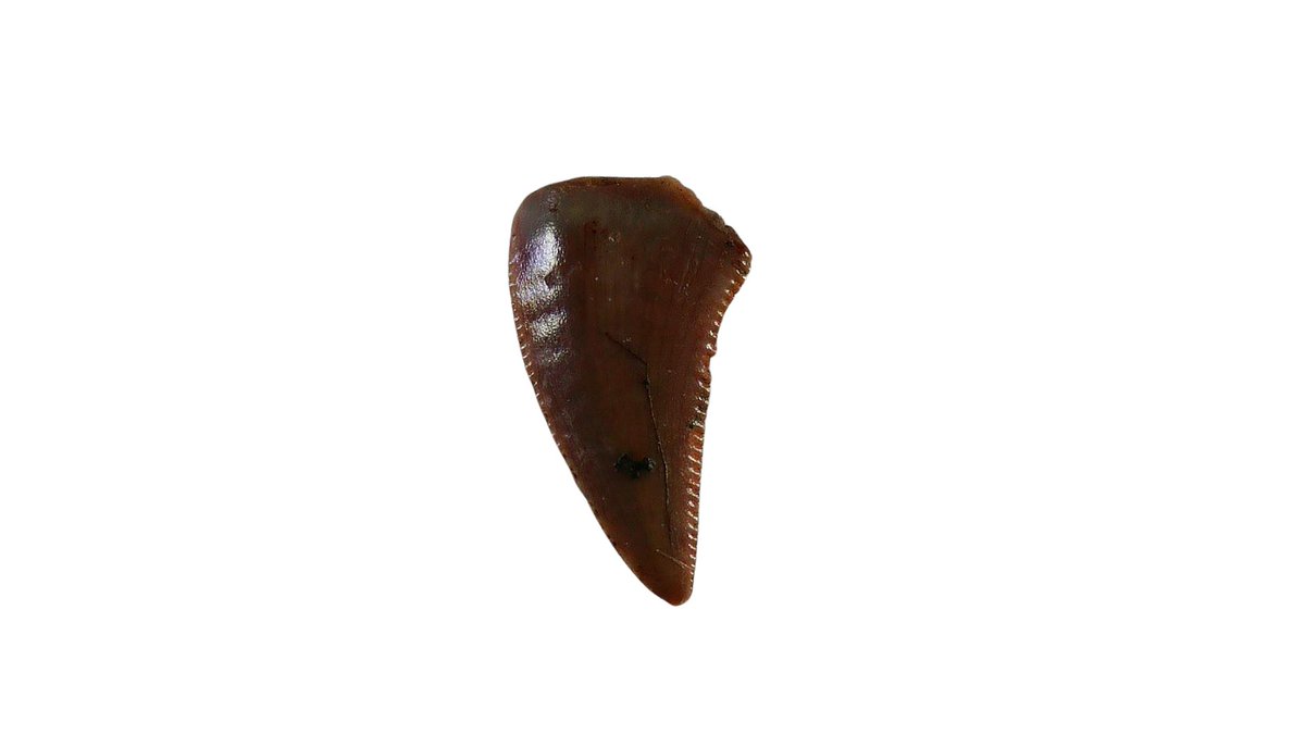 PFossils's tweet photo. 🦖 Coelophysis Tooth #77 – $45
Real Triassic dinosaur tooth from the Bull Canyon Formation, San Miguel County
📏 .17″ long
 Display gem jar + ID label
100% Genuine
🔗https://t.co/jeXJbCtzpA
#Coelophysis #Triassic #DinosaurTooth #NewMexicoFossils #RealFossil #FossilCollector #FYP https://t.co/jwX09CcRR1