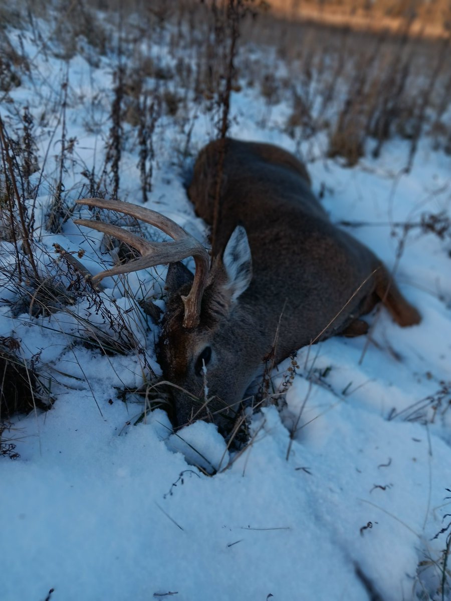 WhitetailArmory's tweet photo. My 2025 pa rifle buck where it dropped. It was about a 120 yard shot. 
#blessed #hunting #whitetaildeer #buck #hunting #Pennsylvania #hunter #rifle https://t.co/57nOLdGKCa