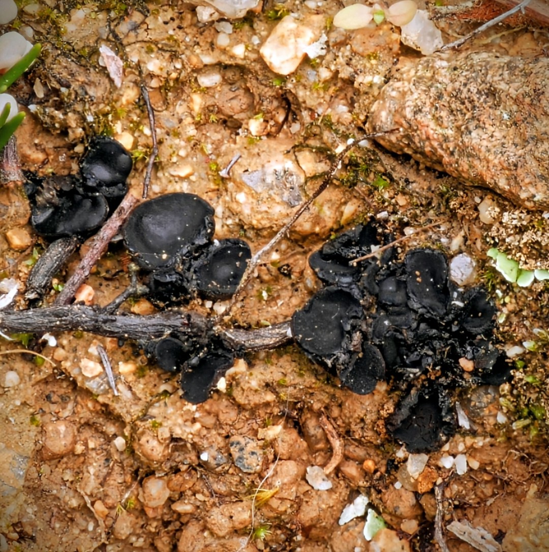 Pseudoplectania ericae, grows on Erica roots. Pretty common in Sardinia.
