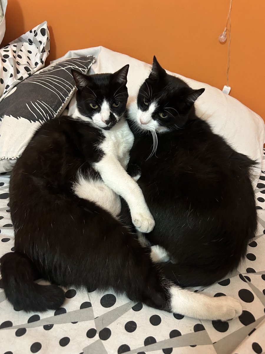 moa ര ̫ ര tweet media