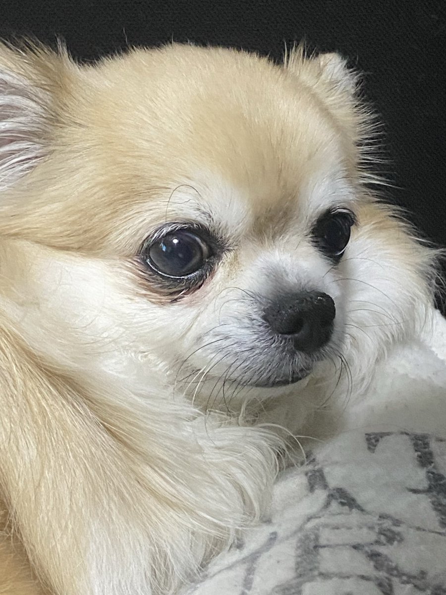 momo_2160's tweet photo. 今日は☔️
ももちゃんの
テンションが
爆上がり😊😊

基���☔️の日は
買い物行かないので✋

ももちゃん
嬉しくて
たまりません🤗

あたしに
ベッタリな
ももちゃん🌸 https://t.co/tXwhv2sFbk