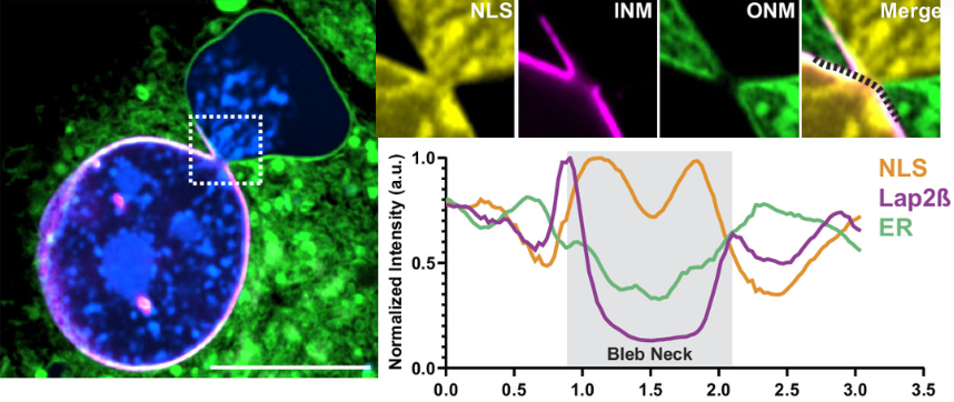 Dermal Cell News tweet media