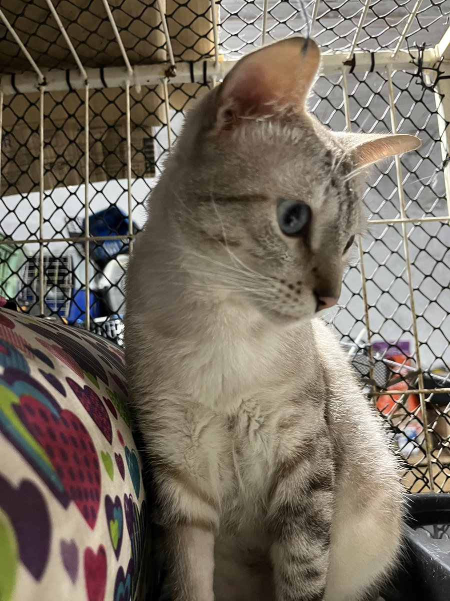 AbrigoMeimei's tweet photo. Vocês se lembram do Dengoso?

Esse menino lindo, cheio de amor pra dar, quase teve sua história interrompida por pura irresponsabilidade. Ele foi deixado em uma clínica veterinária porque o antigo tutor simplesmente não quis assumir os cuidados com a sua saúde — e, sem qualquer indicação médica, pediu que ele fosse eutanasiado.

Não havia necessidade. Não havia urgência. Havia apenas a escolha de não honrar o compromisso assumido no dia em que decidiu adotá-lo.

Felizmente, a veterinária se recusou a transformar negligência em sentença. E graças a isso, o Dengoso está aqui. Vivo, forte e pronto para recomeçar.

Ele tinha pequenos cistos pelo corpo, que foram removidos em cirurgia. O resultado? Um pós-operatório tranquilo, sem complicações. Hoje ele está saudável e pronto para encontrar o que sempre mereceu: um lar de verdade.

O Dengoso é FeLV+, então precisa ser adotado por uma família que tenha gatinhos vacinados contra FeLV, outros positivos, ou que ele seja filho único. Ele se dá bem com outros gatos, é carinhoso, ama colo e retribui cada gesto com ainda mais afeto.

Mais do que nunca, Dengoso precisa agora de amor, responsabilidade e dignidade.

Vamos mudar o final dessa história?

Se você quer dar ao Dengoso a vida que ele merece, me chama no WhatsApp: 11 985816168 💖🥺