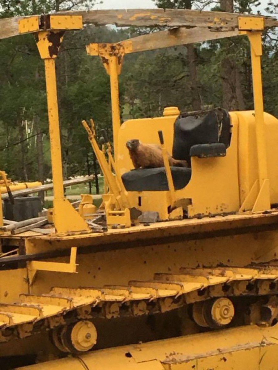 Contrary to the romantic popular belief, beavers will actually only rarely build dams with their tails and teeth; instead, nowadays they usually lease construction equipment: often at ruinously high rates of interest.