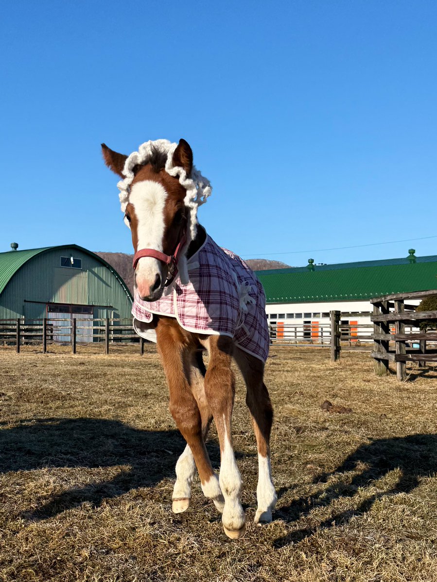 富菜牧場 tweet media