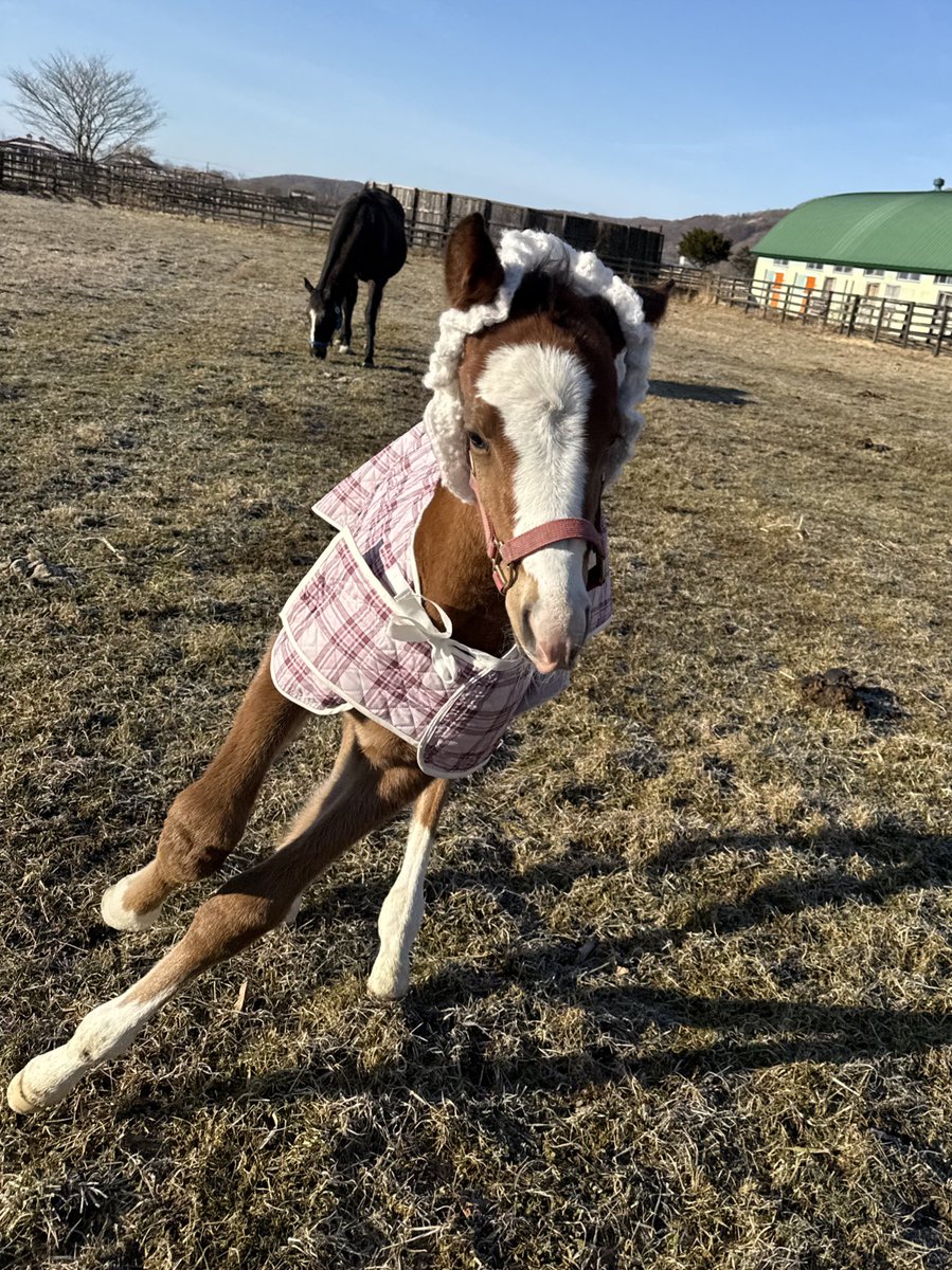 富菜牧場 tweet media