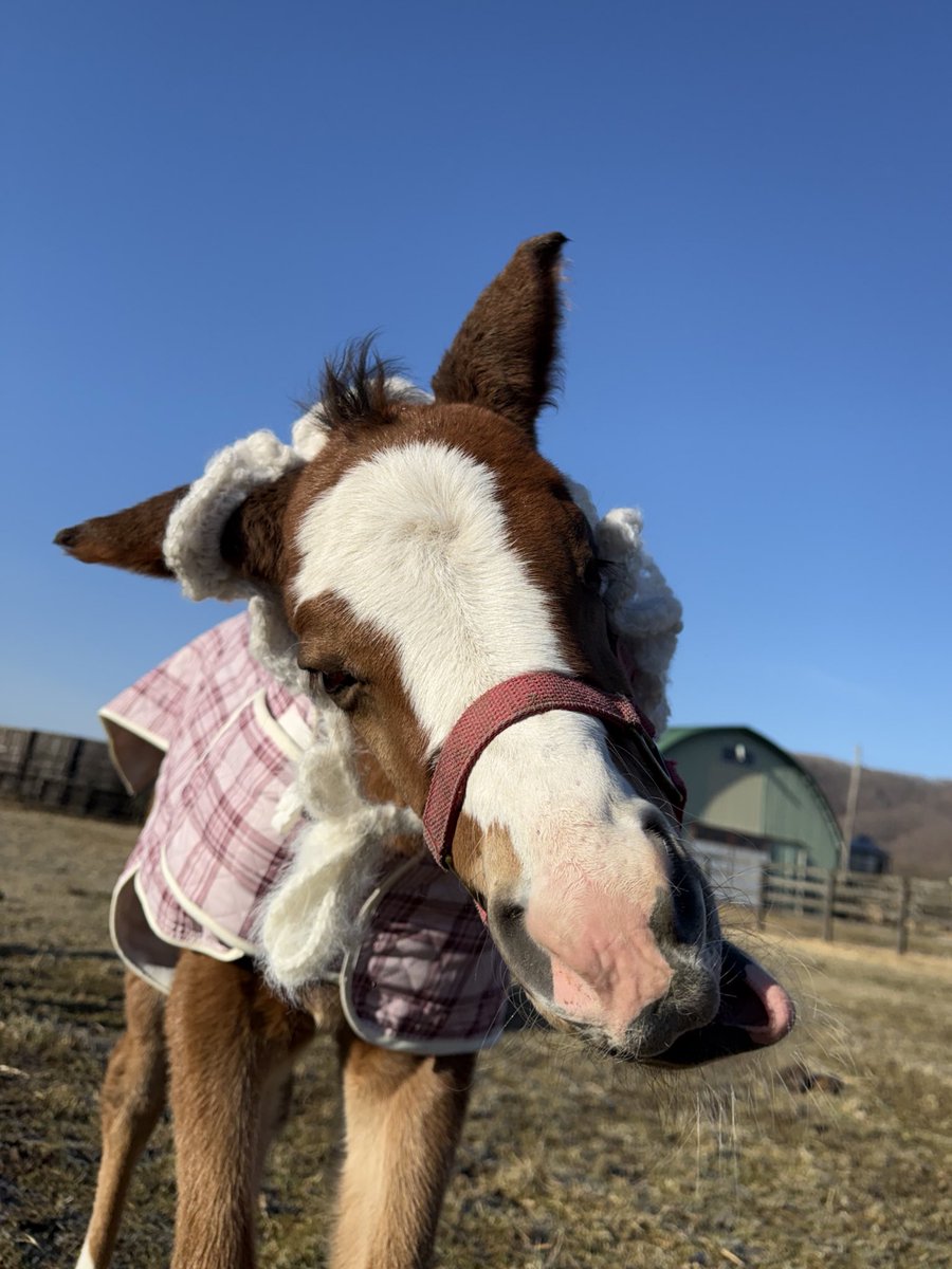 富菜牧場 tweet media