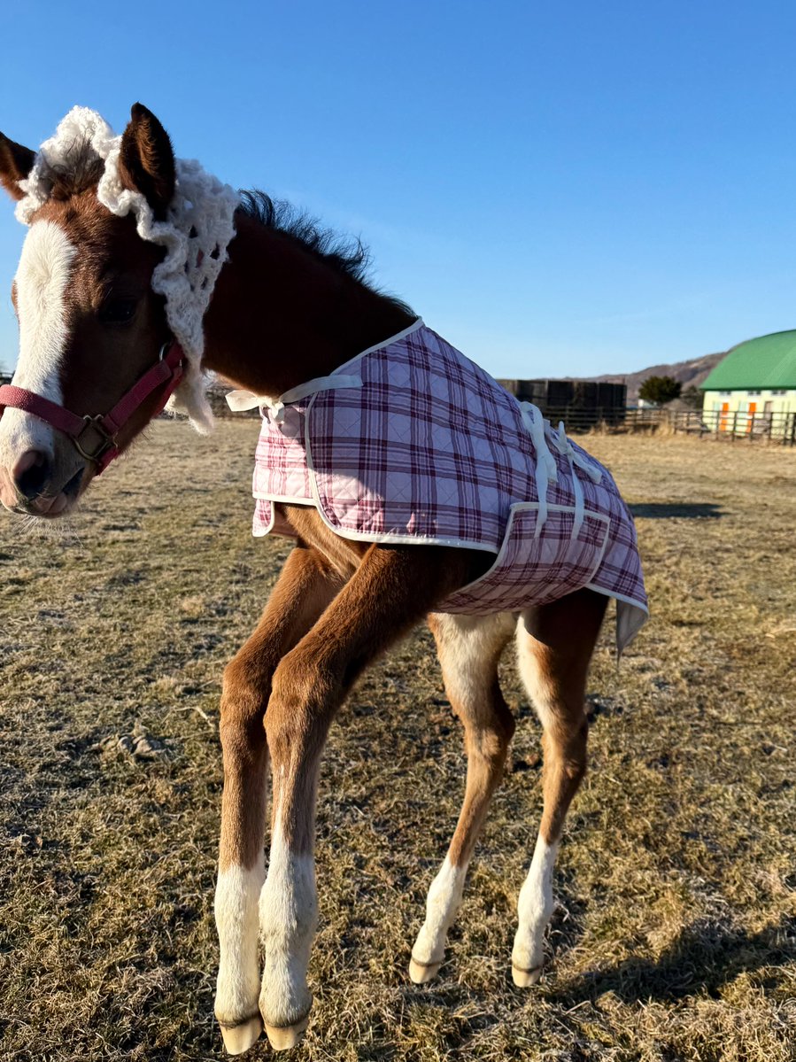 富菜牧場 tweet media