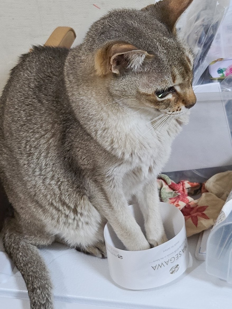 さて次

一玉しかないので
編むなら今のタイミング

シルク100%一玉なので編むなら！？

ひとまず巻き直しをしましたが…

我が家のお笑い担当は
どちらも
期待を裏切りませんでした

#シンガプーラ　#黒猫　#編み物