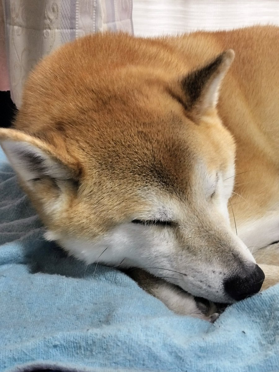 柴犬ムギのおかあしゃん日記 (@E1C2G07OHz39365) / Posts / X