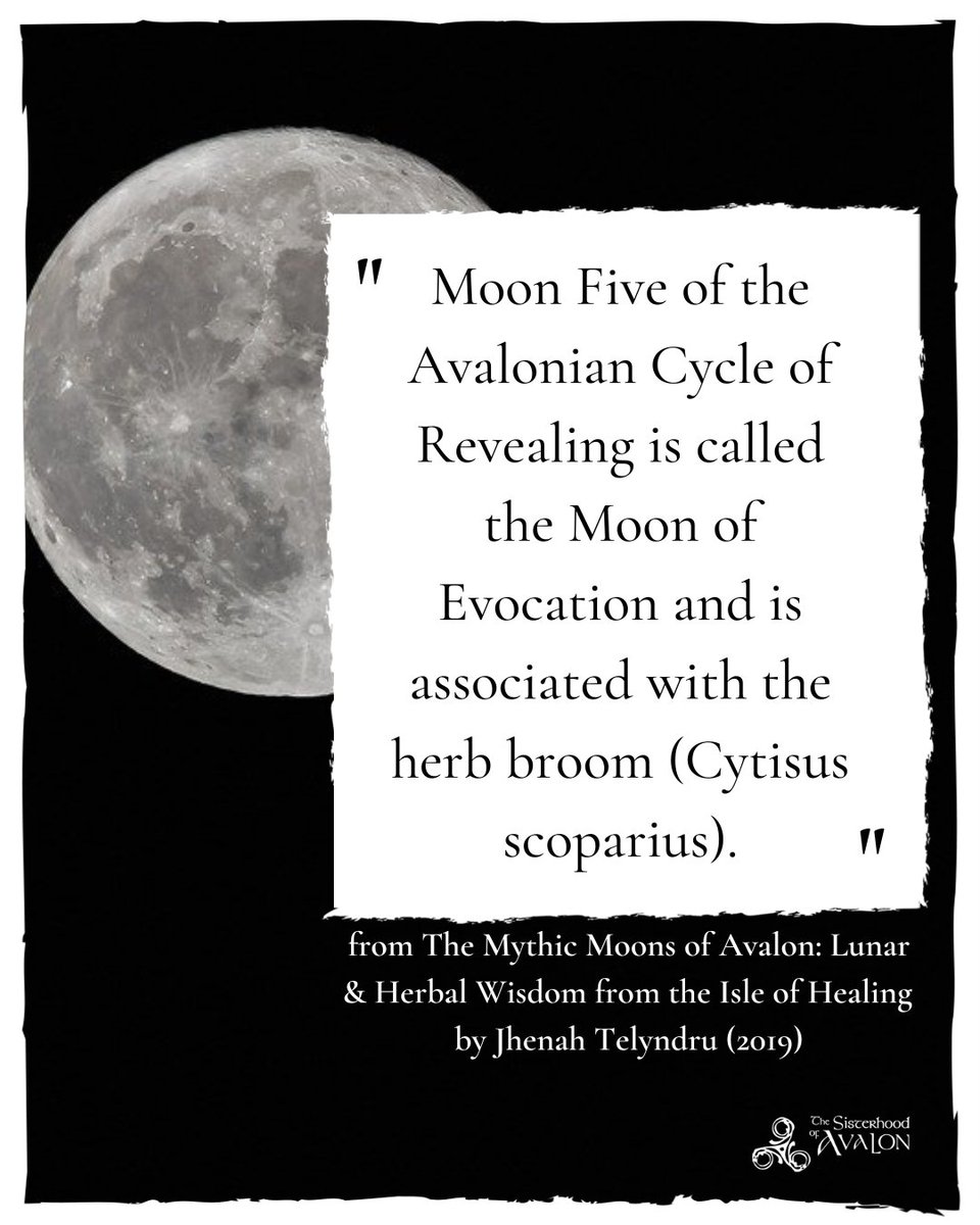 "Moon Five of the Avalonian Cycle of Revealing is called the Moon of Evocation and is associated with the herb broom (Cytisus scoparius)."
- from The Mythic Moons of Avalon: Lunar &amp; Herbal Wisdom from the Isle of Healing 
by Jhenah Telyndru (2019)

#moonfive #fullmoon #broom #SOA