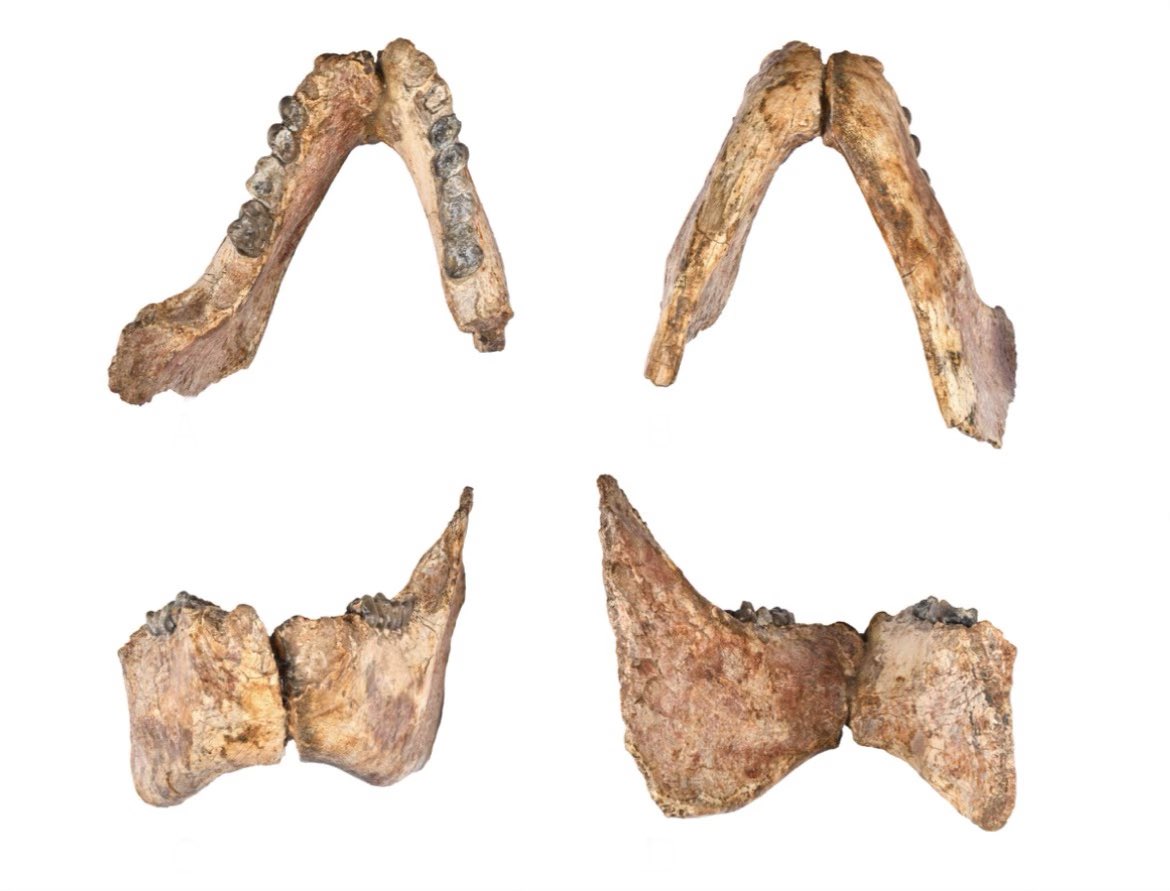 🧬🦴 Hallazgo fósil en Huila aporta evidencia sobre el origen temprano de los monos aulladores

Un equipo de investigación, del cual hace parte Andrés Link - profesor de nuestro Departamento de Ciencias Biológicas, identificó por primera vez dos mandíbulas completas de Stirtonia