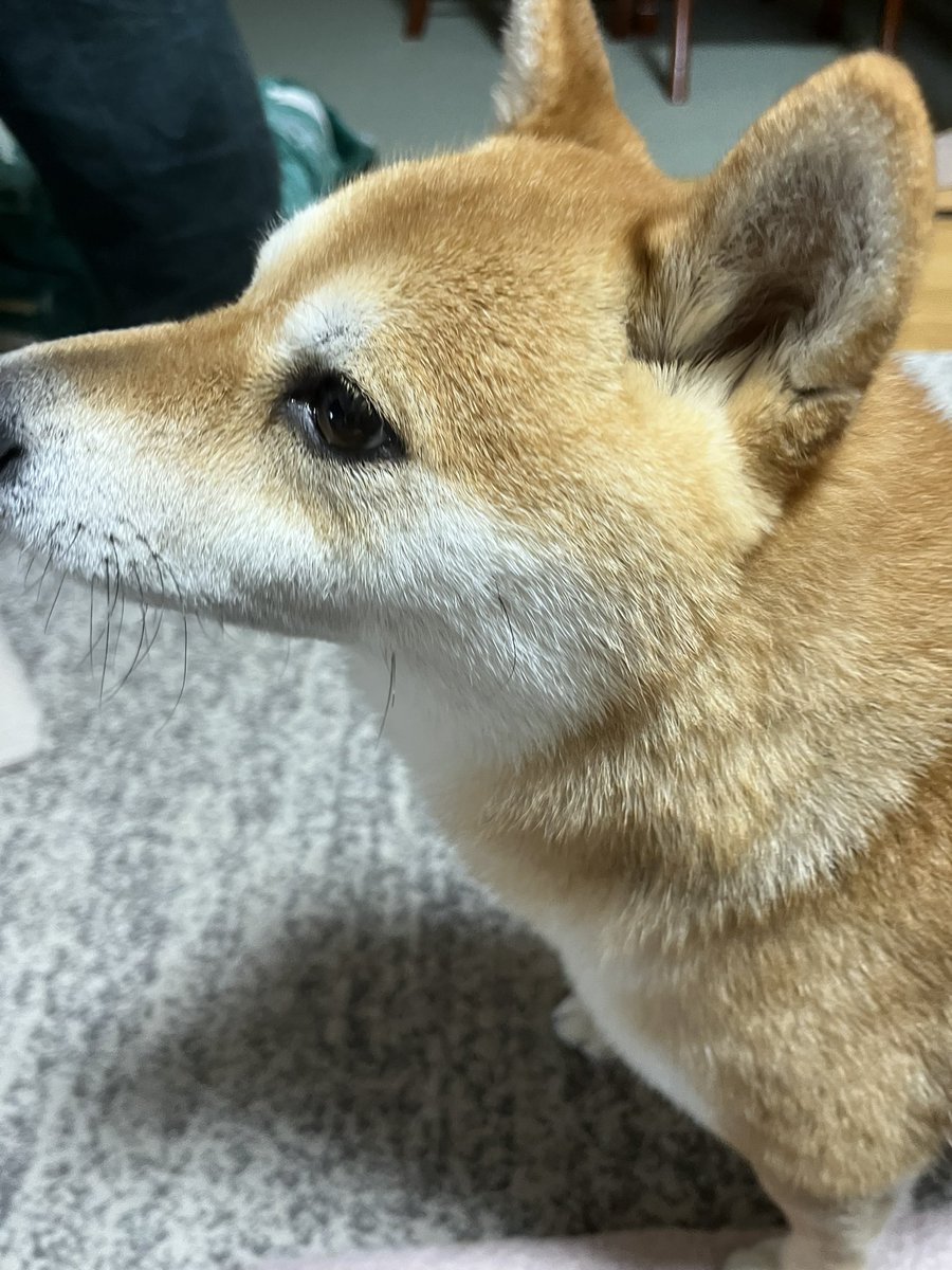 ふたえの豆太郎 (@siba_mametaro) / Posts / X