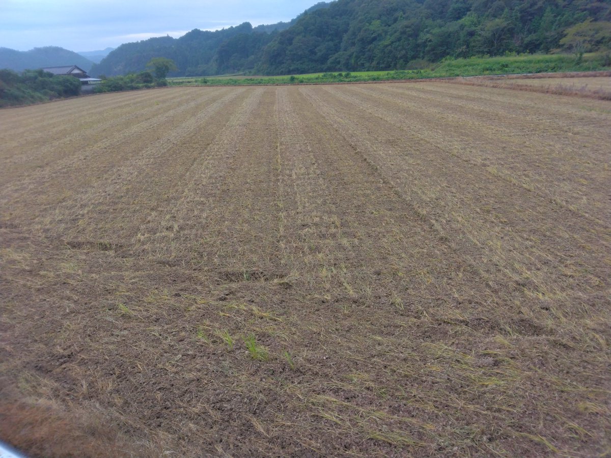 高知県宿毛市の米農家 シルク米 tweet media