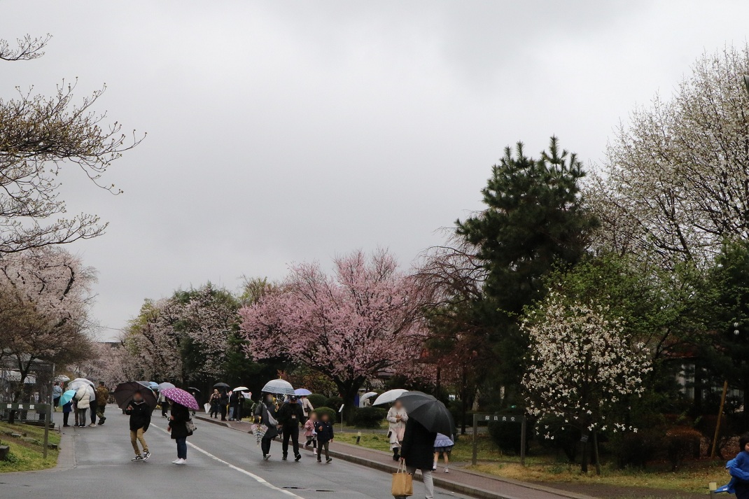 陸上自衛隊 第１師団【公式】 tweet media