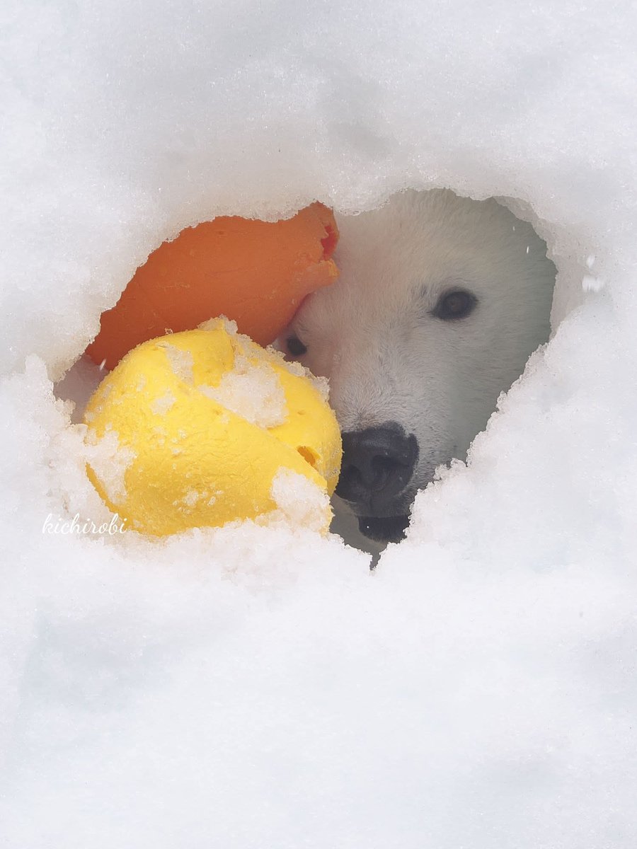 おもちゃ2つ🍊💛
ハート型の穴から
ひょっこり

よく遊んだゆめちゃんでした

2026.3.2

#ゆめ　#ユメ　#polorbear #ホッキョクグマ　#シロクマ #神戸市立王子動物園 #王子動物園