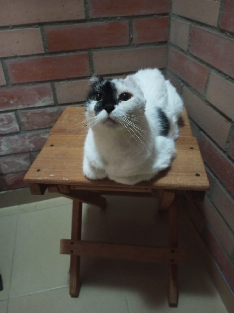 La prueba viviente de que la belleza no necesita filtros ni orejitas. Te amo, Manchita. 🐱🤍