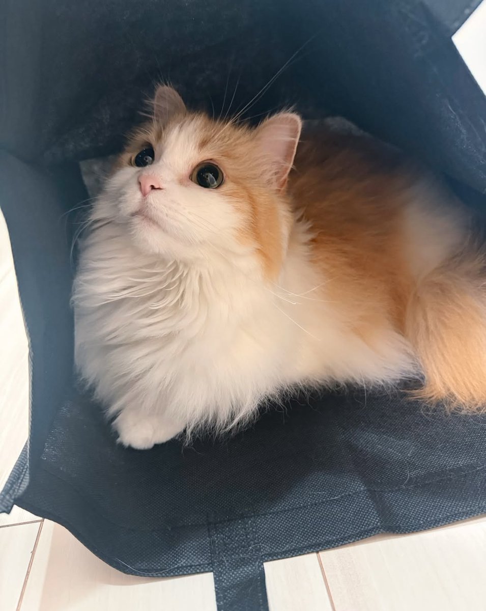 Cat 🐈 tweet media